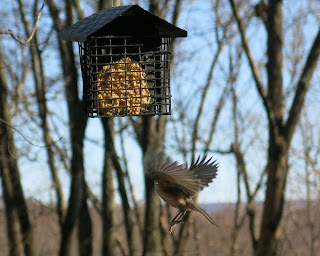 incoming titmouse, November 20, 2015, 1:52:37 PM