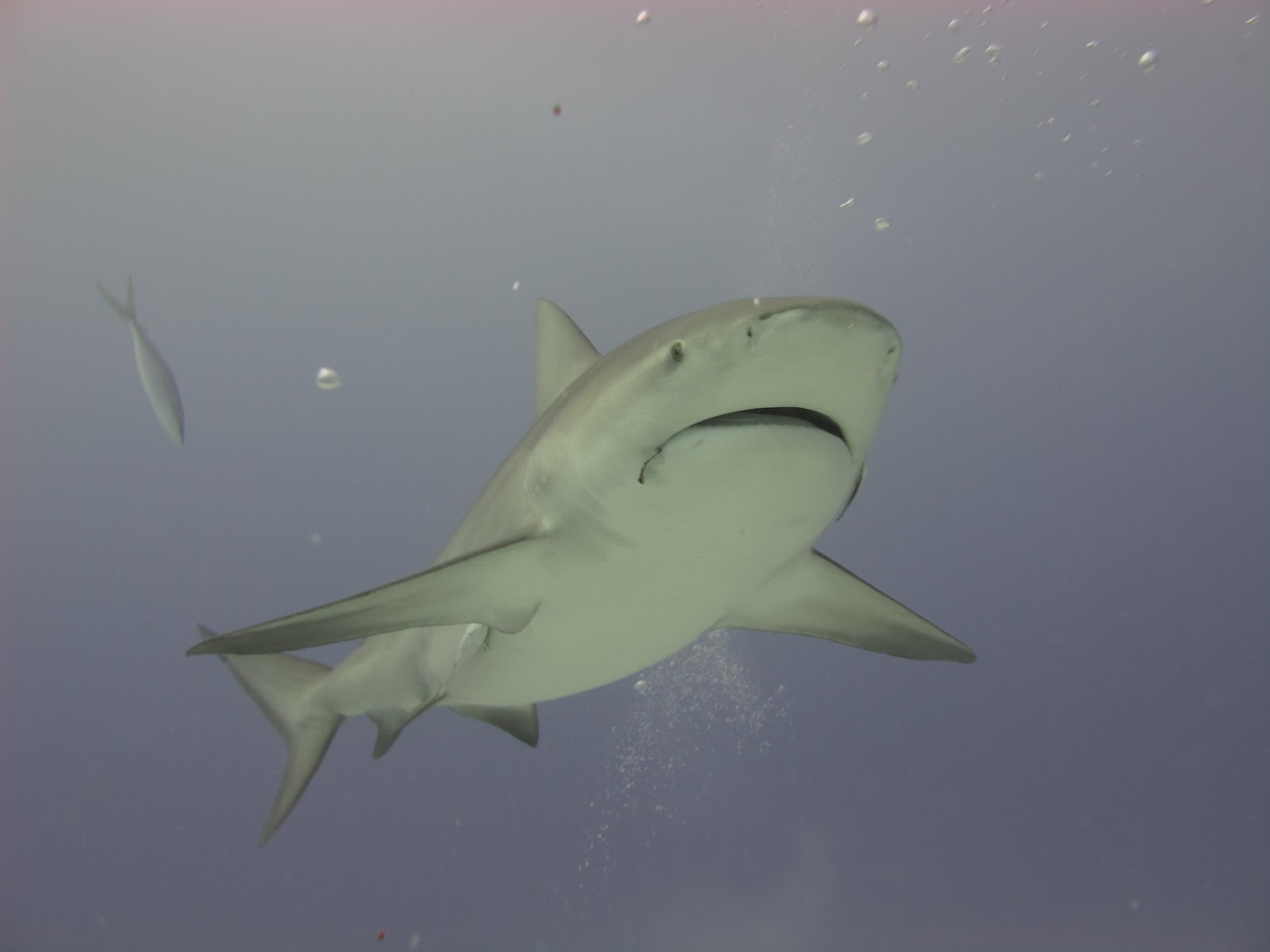 Dive in Mexico: Bull shark reproduction