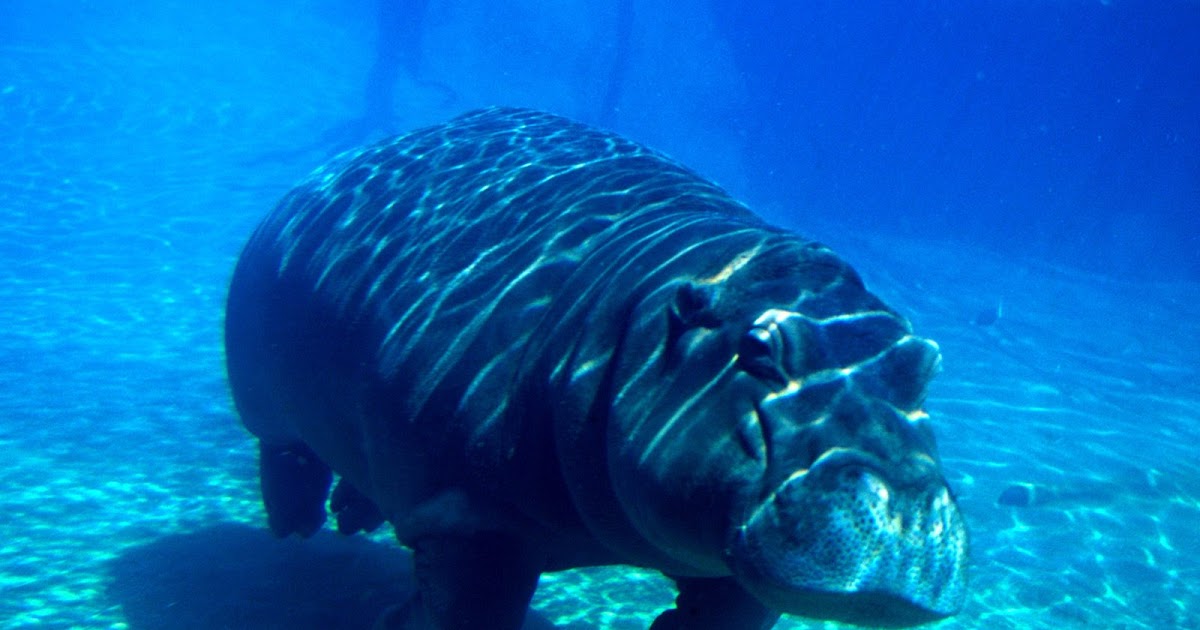 Forest Life : Hippopotamus Love Water