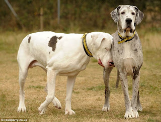 Great Danes, Lily rubbing her head against Maddison with love
Blind Dog guided by Sighted Dog