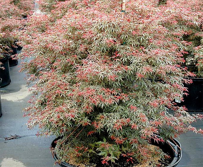 Hortus Italicus: Acer palmatum 'Beni Komachi'