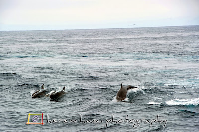Channel Island Dolphins Channel Island Dolphins
