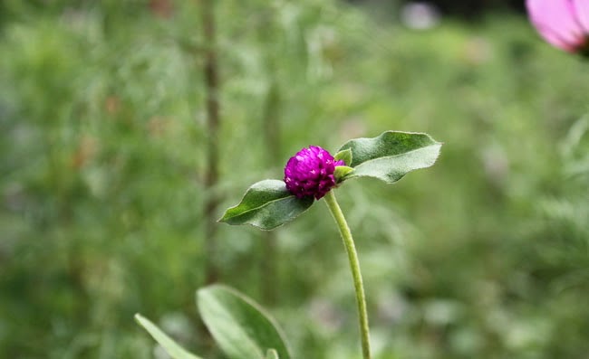 Gomphrena Flowers Pictures Gomphrena Flowers Pictures