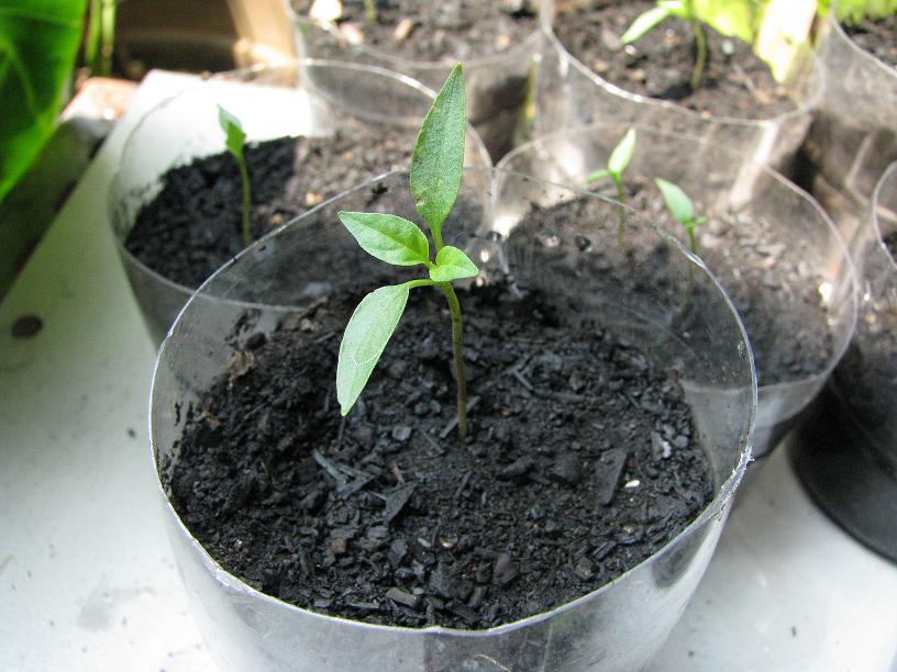 BUDIDAYA CABE RAWIT ~ BUDIDAYA PERTANIAN