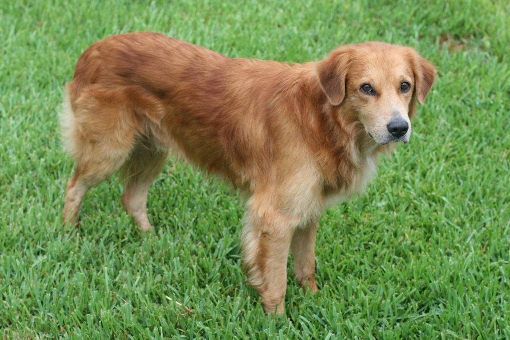 blue heeler and golden retriever mix heeler golden retriever mix blue heeler and golden retriever mix heeler golden retriever mix