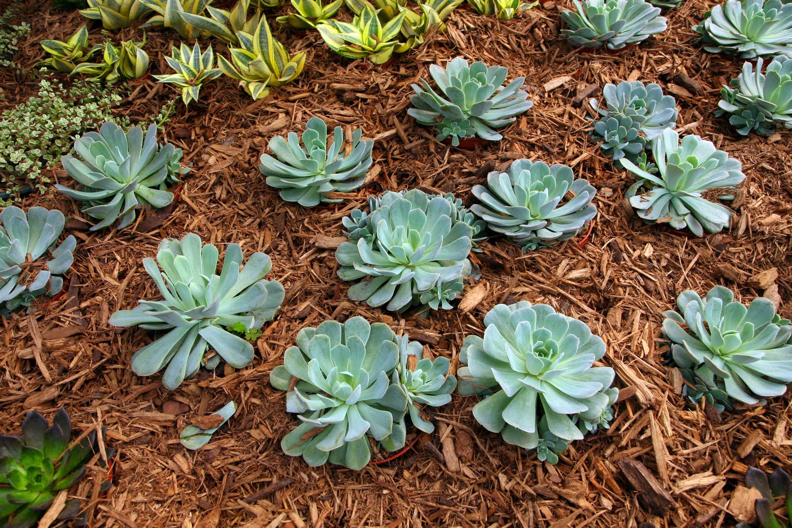The Garden Plot Drought tolerant plants that can beat the