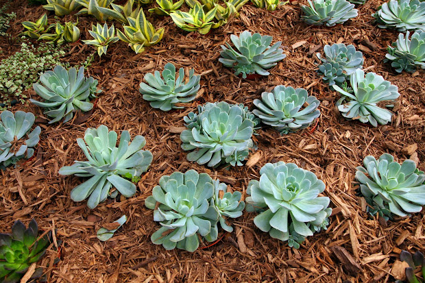 garden plot drought tolerant