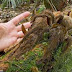 worlds largest spider