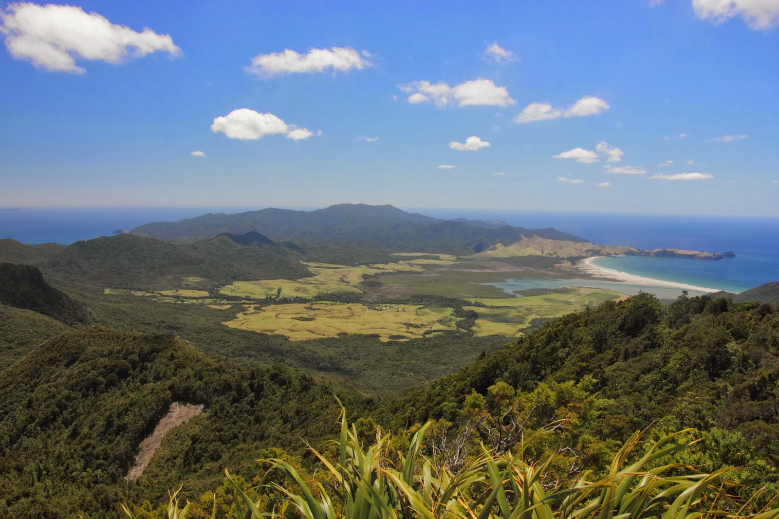 The Cynical Sailor & His Salty Sidekick Going For A Walk Mt Hobson, Great Barrier Island, New