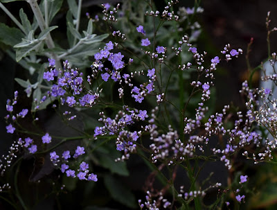 Menagerie Manor A Gardener S Diary 2019