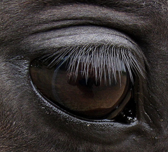 My Equestrian World: Eye of the Horse