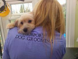 jackie's dog grooming