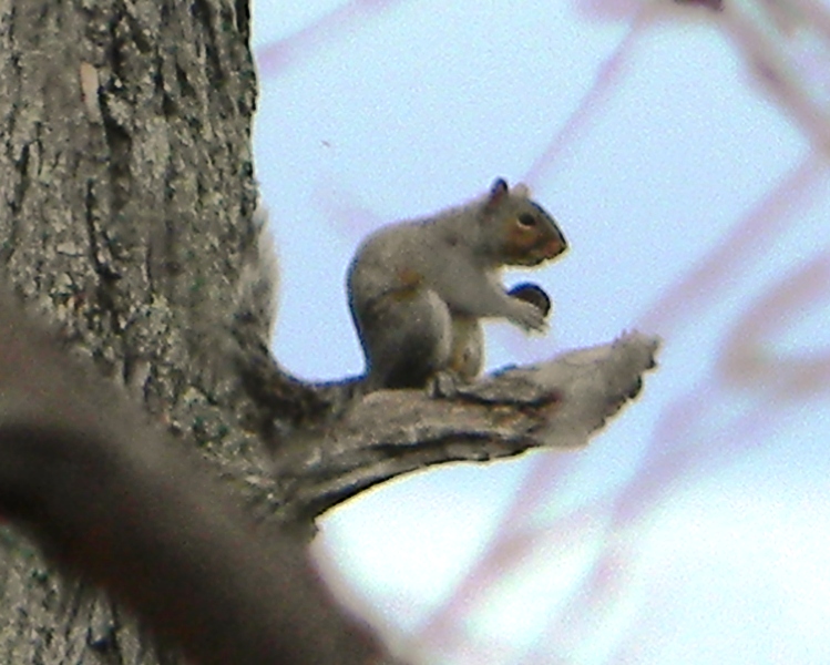 SWAC Girl Visiting squirrel tackles a hard nut to crack