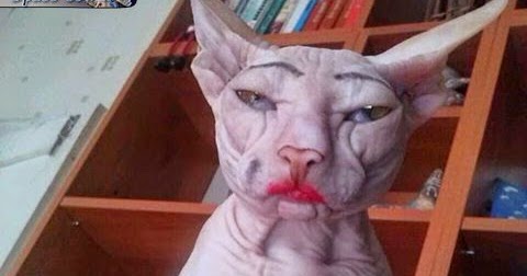 Image result for animals wearing makeup
