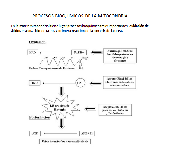 PROCESOS BIOQUIMICOS DE LA MITOCONDRIA | BIOLOGIA CELULAR PROCESOS BIOQUIMICOS DE LA MITOCONDRIA | BIOLOGIA CELULAR