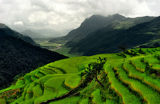 Rice paddy, Dhampus, Nepal