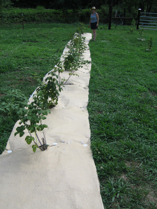 مزرعه Mulching for Weed Control in Vegetables
