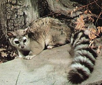 cacomistle