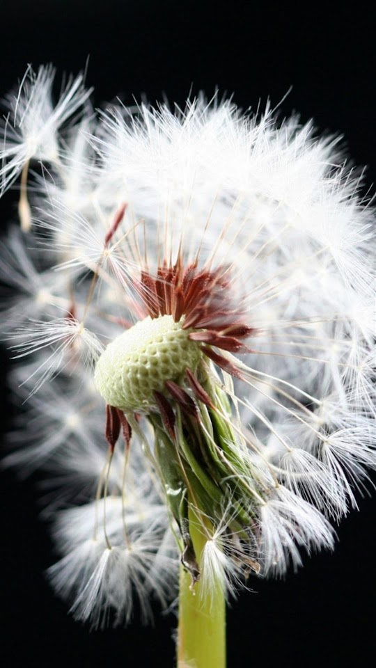 White Dandelion Petals In The Wind Android Wallpaper