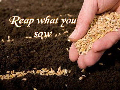 seeds reap planting sow harvest bible plant reaping spiritual quotes sowing seed faith hope ll quotesgram biblical teaching sunday christian