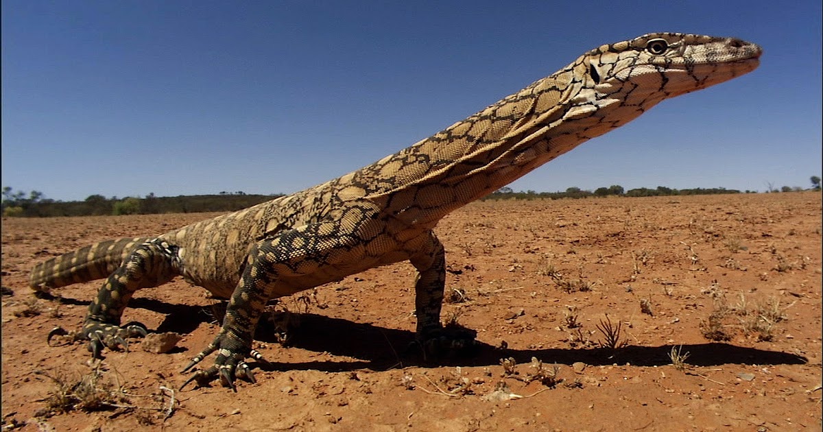James Zaworski's Blog Lizard Kings Monitor Lizards, The Perentie, and