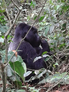 gorillageluk - Oeganda - De tropische wouden van Centraal-Afrika vormen idealiter gesproken een uitermate geschikte habitat voor het gorillageluk van de berggorilla's van Oeganda.