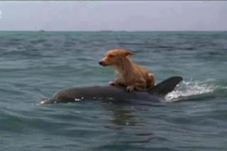 dolphins save a dog save dog dolphines,