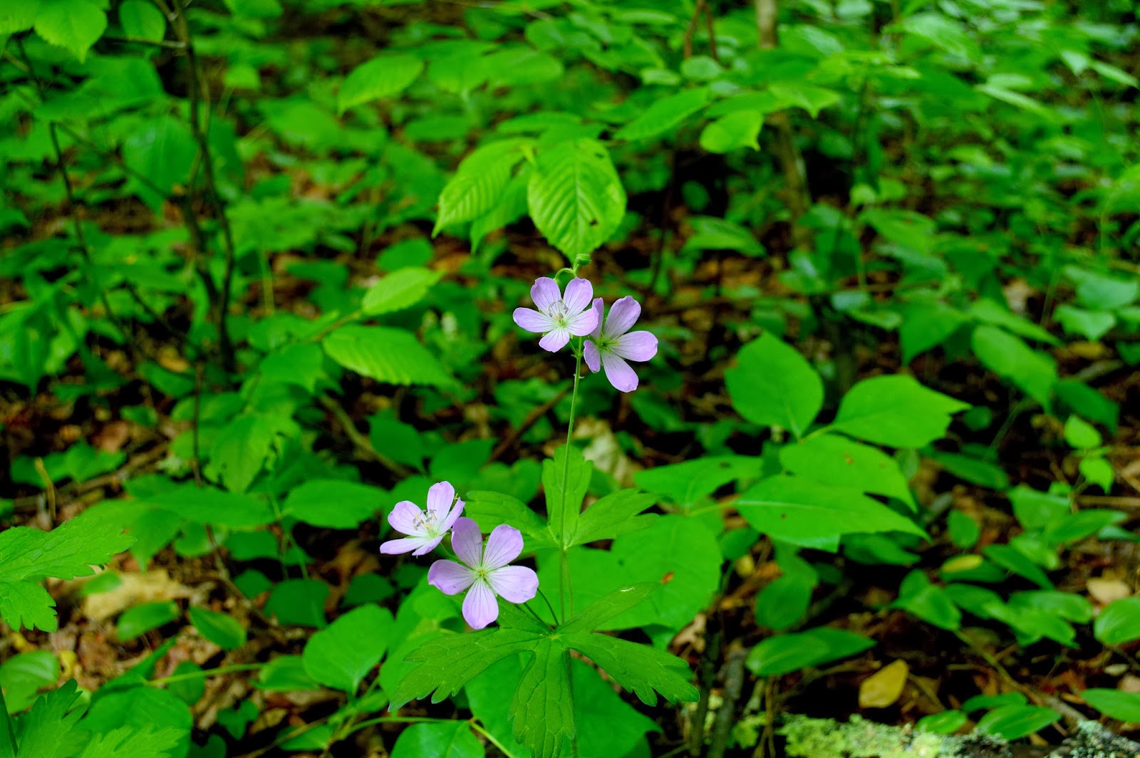 Nature of New York Spring Ephemeral Wildflowers of Dutchess and Putnam's "Great Swamp"