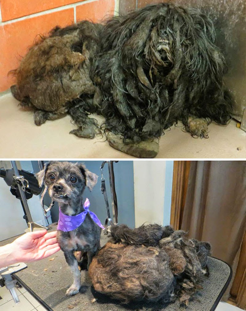 Ellen - 16 Before-and-After Photos Of Rescued Dogs Ellen - 16 Before-and-After Photos Of Rescued Dogs