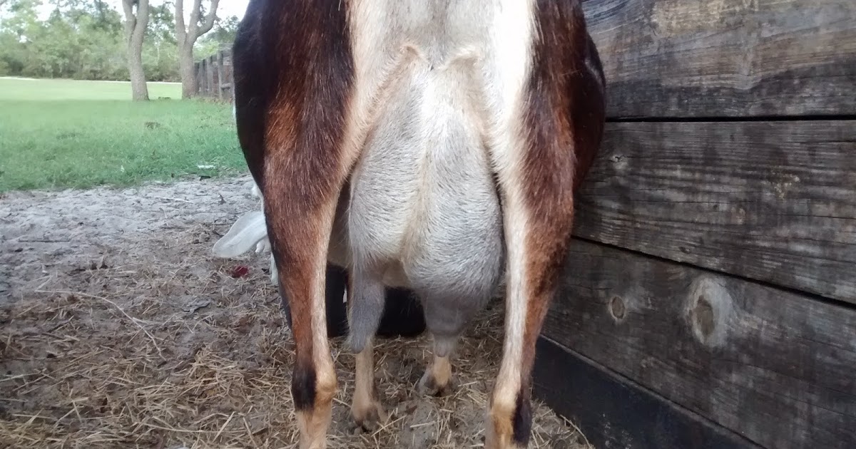 Dealing with Staph Mastitis