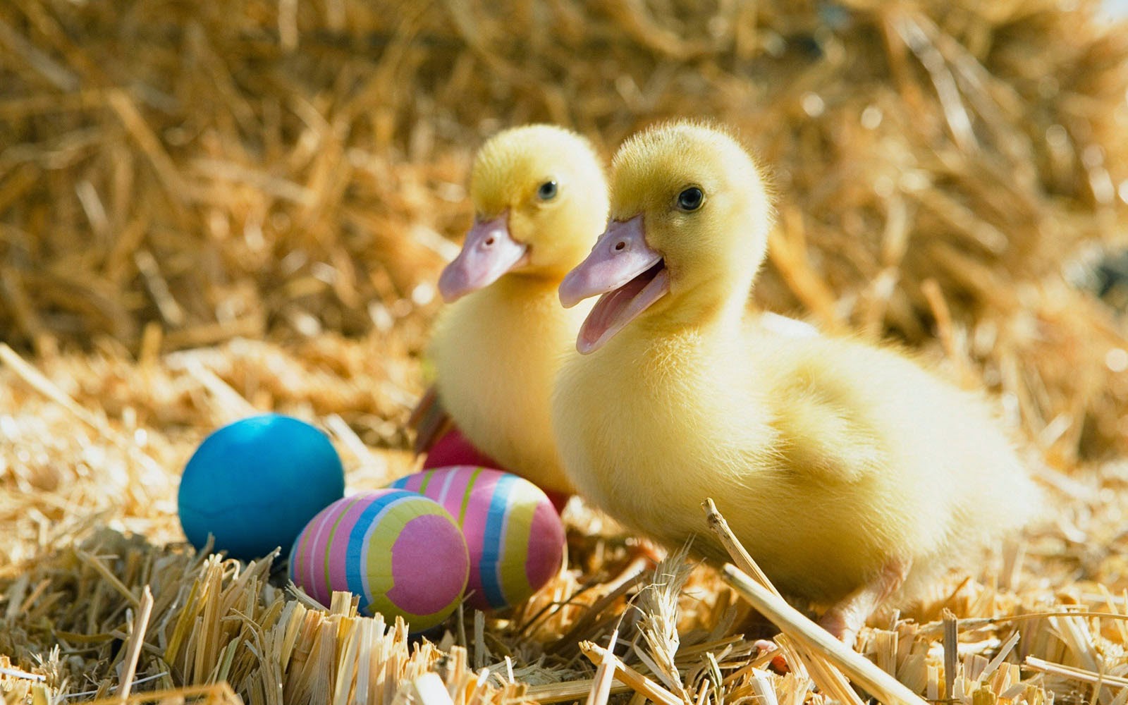 wallpapers: Duck Wallpapers