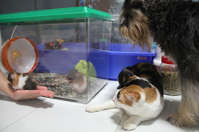 How To Keep Cats Away From My Hamster General Care Hamster Hideout Forum