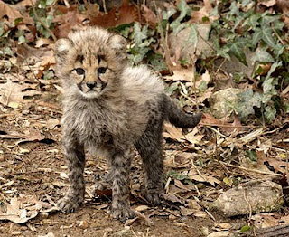 little cheetah wallpaper cheetah