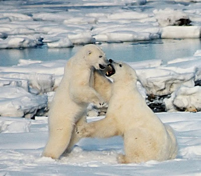 Самые красивые животные мира Самые красивые животные мира