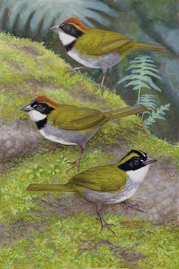 Guerrero Brush Finch