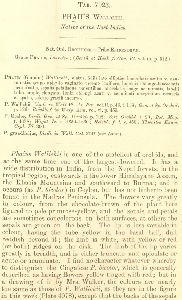 Phaius Gravesiae (tankervillae x wallichii) Phaius+wallichii+Lindl