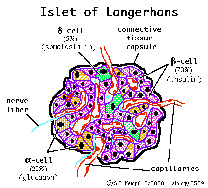 islet of langerhans Buy an islets of langerhans print from our community of independent artists and iconic brands each islets of langerhans art print is produced using archival inks, ships within 48 hours, and comes with a 30-day money back guarantee. islet of langerhans Buy an islets of langerhans print from our community of independent artists and iconic brands each islets of langerhans art print is produced using archival inks, ships within 48 hours, and comes with a 30-day money back guarantee.