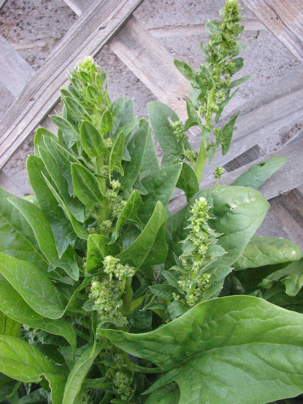The Scientific Gardener For the Love of Spinach