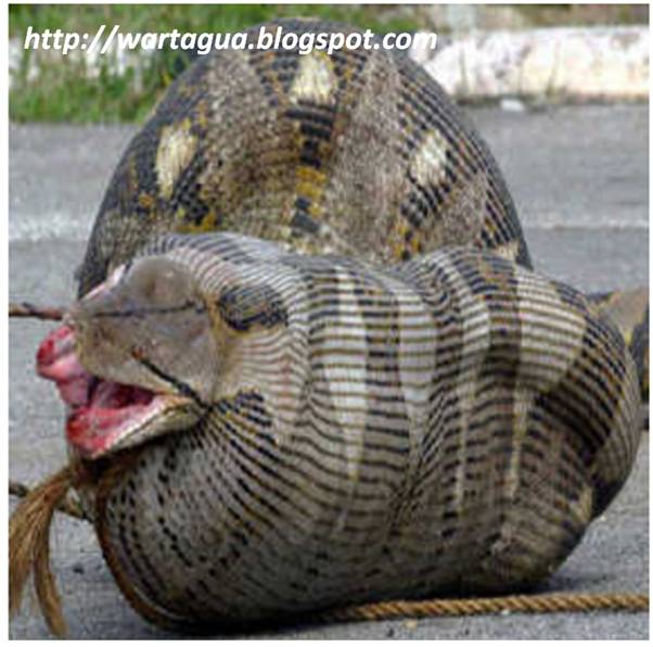 foto hewan - gambar ular sawa terbesar di dunia