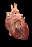 Anatomía del Corazón.