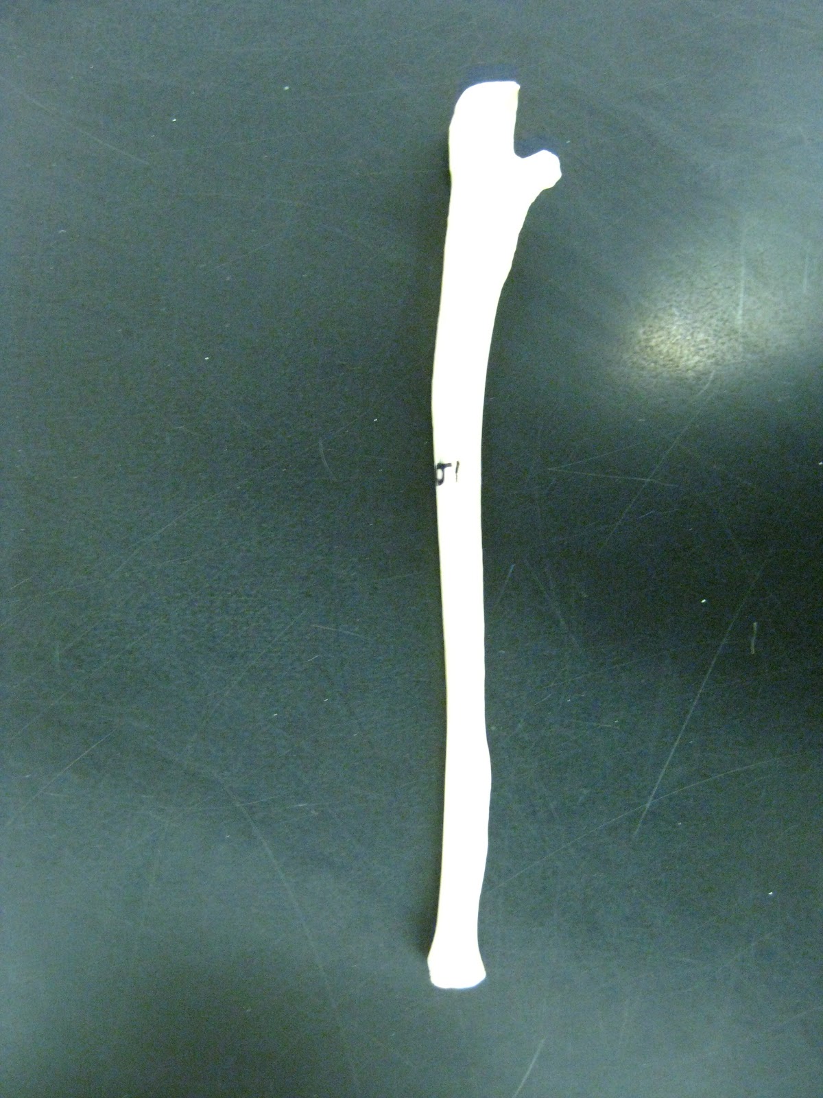 Boned Human Skeleton ulna