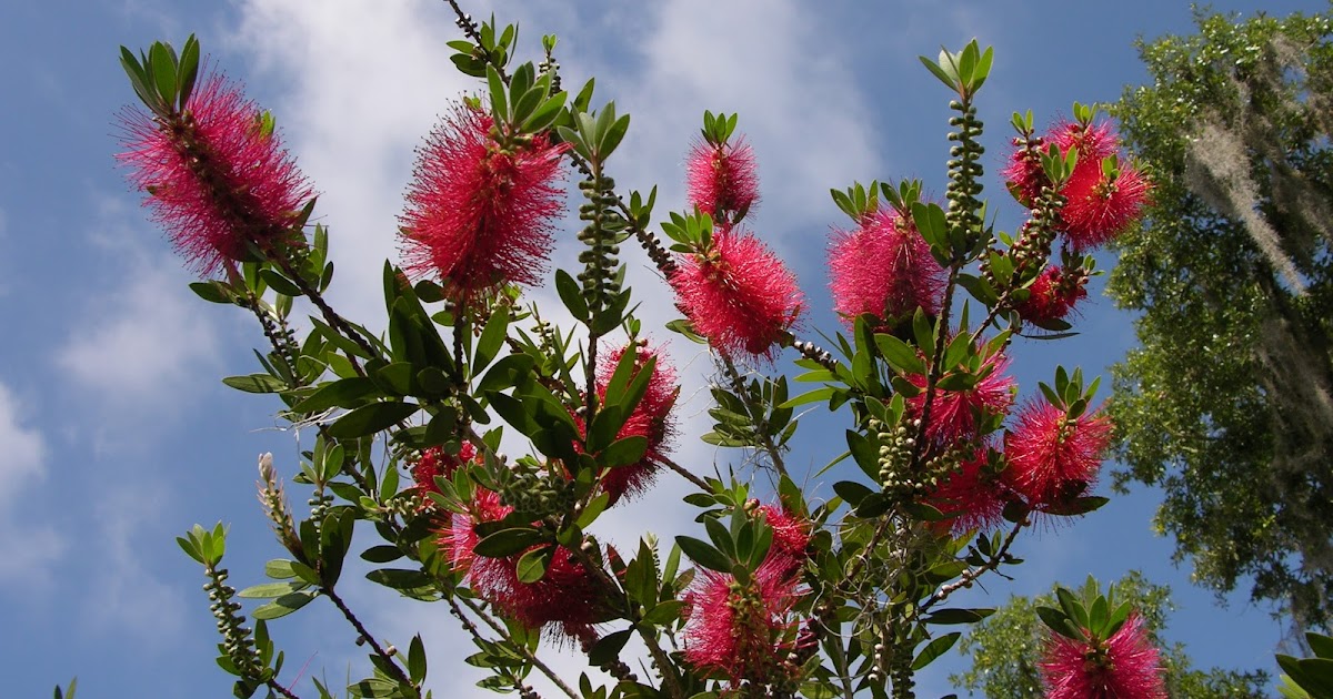 outdoorscribe Bottle brush tree a little late blooming this year, but