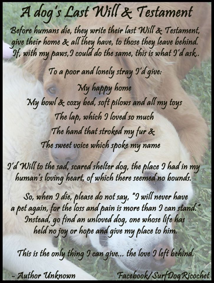 Park Avenue Chihuahua A Dog 39 S Last Will And Testament