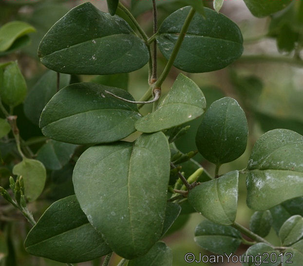 Natures World of Wonder Starry Wild Jasmine (Jasminum multipartitum)