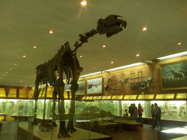 Индрикотерий в Палеонтологическом музее