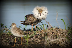 Herb BPN-u - BATALION (Calidris pugnax)