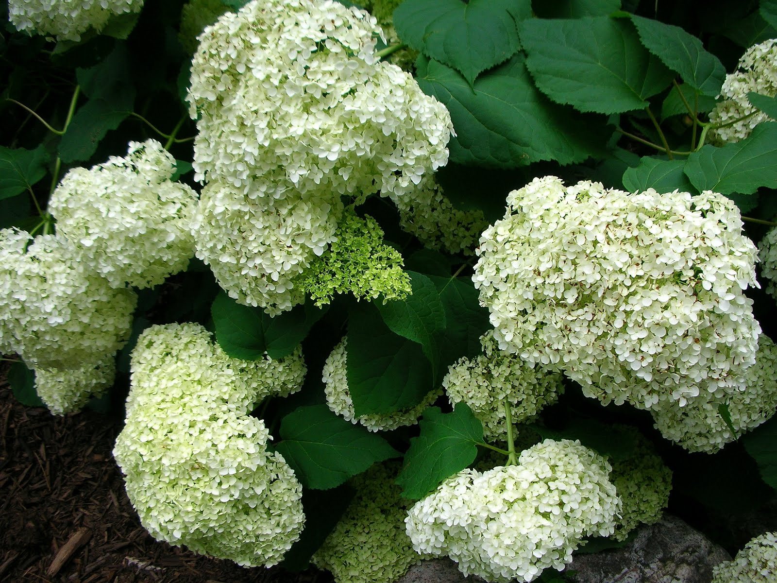 13 Dream Shade Loving Shrub Photo Architecture Plans 35049