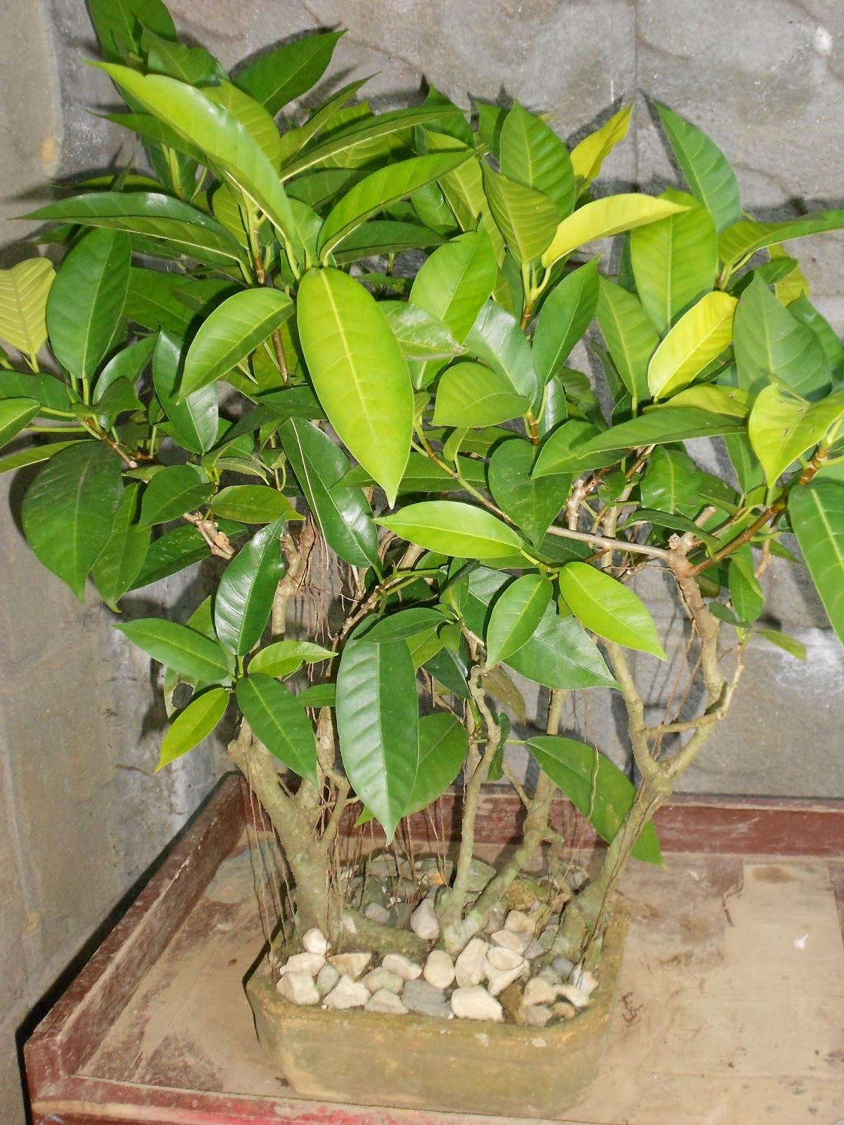 BONSAI ART AND HOME GARDENING GROWING LARGELEAVED TREES FOR BONSAI