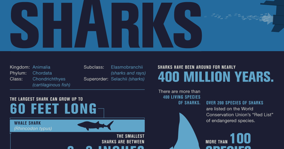 16 Cool Shark Infographics From Around the  Adventures of an Aquaholic