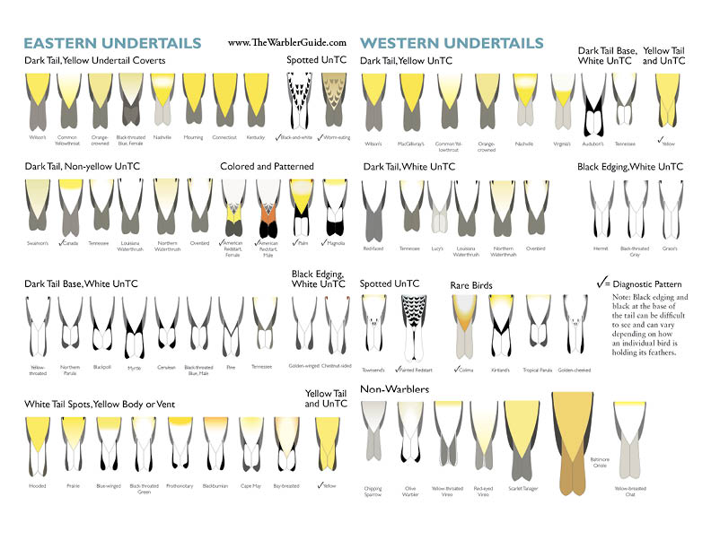 arcticory quot the warbler guide quot warbler identification chart